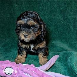 Mocha - Brown and tan female Cockapoo puppy in Sunset, Louisiana from Cano Cockapoos