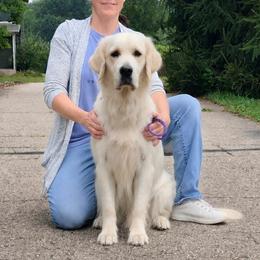 Annie - Golden Retriever