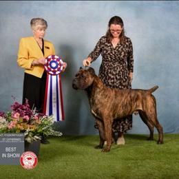 Sequoia - Cane Corso