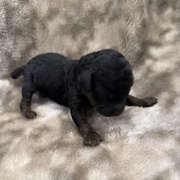 Black phantom girl - Phantom female Poodle puppy in Oneida, Tennessee from Pippa’s Place Poodles