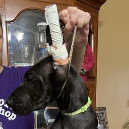 Great Dane Puppies from Hladik Great Danes