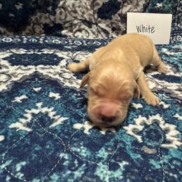White - Golden male Golden Retriever puppy in Wellington, Ohio from R & K Golden Acres LLC