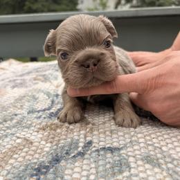 French Bulldog puppies from Velvet Fluffy Pups