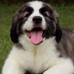 Pyrenean Mastiff Puppies from Estrella Polar Pyrenean Mastiffs