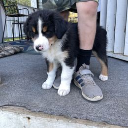 Australian Shepherd Puppies from Anderson Aussies