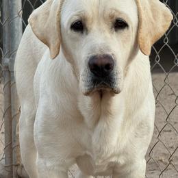 Ruger - Yellow male Labrador Retriever puppy in Buckeye, Arizona from Wranglin Farms