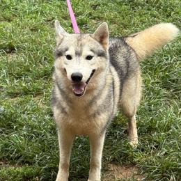 Hooli - Siberian Husky