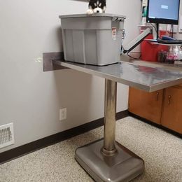 Siberian Husky Puppies from Xk siberians