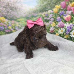 Little Lucy - Brown female Shihpoo puppy in Delphos, Ohio from Route 66 Poodles & Doodles, Sapphire Shih-tzu's of Ohio