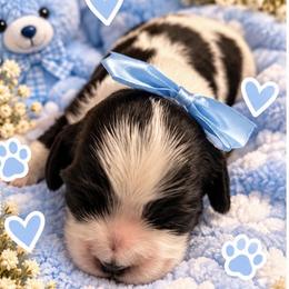 Cocker Spaniel Puppies from Irish’s lucky cockers