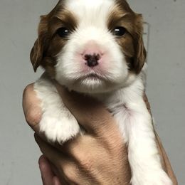 "Male cavalier " Cavalier King Charles Spaniel and Cocker Spaniel Puppies from Encore Cockers