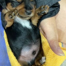 Yorkshire Terrier Puppies from Palolo Yorkies