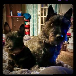 Scottish Terrier All Grown Up from Charissa Hannabass