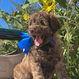 Sonny - Chocolate male Labradoodle puppy in St George, Utah from Terra's Swann's Kennels