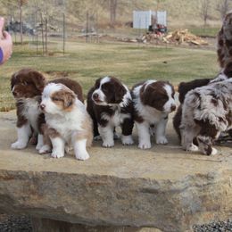 Australian Shepherd Puppies from Big Sky Aussies