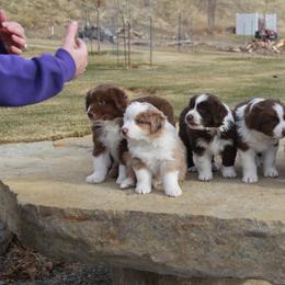 Australian Shepherd Puppies from Big Sky Aussies