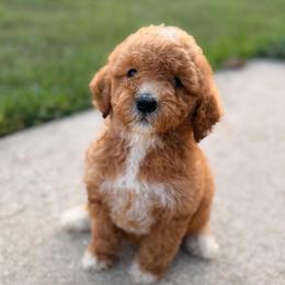 Girl 1 - Red  female Goldendoodle puppy in Meridian, Mississippi from Magnolia Poodles and Doodles