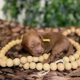 Goldendoodle Puppies from The Doodle grove