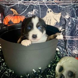 Coffee - Black tri-color male Australian Shepherd puppy in Brookfield Township, Ohio from AussieLand Shepherds
