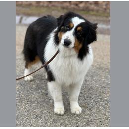 Jackpot - Miniature American Shepherd