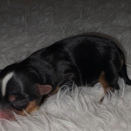 Parti girl - Parti female Yorkshire Terrier puppy in Gainesville, Georgia from Country Dog Kennels.