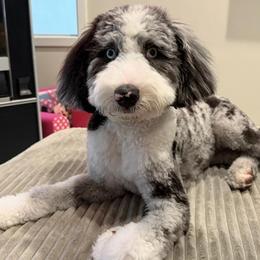 Cavapoos, Double Doodles, and Pomeranians from T Sanctum