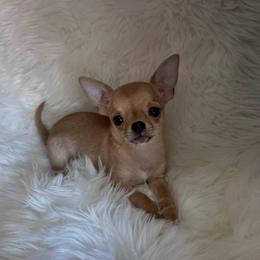 Boy 2 - Black sabled fawn male Chihuahua puppy in Fargo, North Dakota from Wild Prairie Chihuahuas