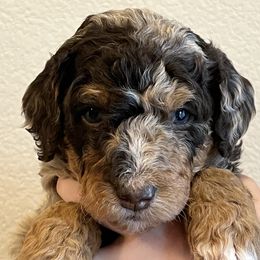 Penny - Chocolate merle female Bernedoodle puppy in Caldwell, Idaho from Treasure Valley Poodles