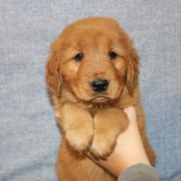 Ariel - Dark golden female Golden Retriever puppy in New Weston, Ohio from Bertke AKC Golden Retrievers and Bernese Mountain Dogs
