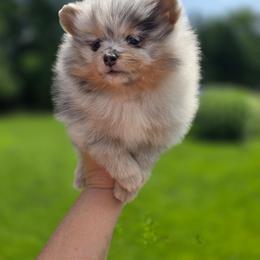 Maddie - Blue merle female Pomeranian puppy in Meherrin, Virginia from Traveling Poms