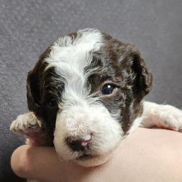 Light Green - Peanut - Parti male Poodle puppy in Spanish Fork, Utah from Mountain Vista Pups LLC
