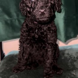 "Cersei - Black Female - May 2022 Game of Thrones Litter" Poodle Puppies from Almighty Poodles