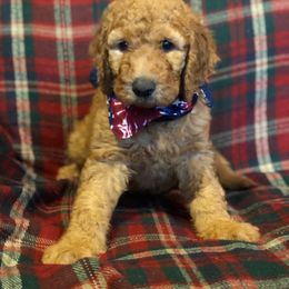 Labradoodle Puppies from Hippie Hollow Doodles
