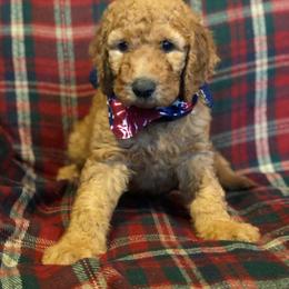 Labradoodle Puppies from Hippie Hollow Doodles