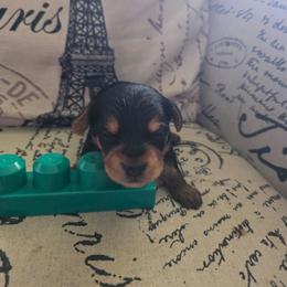 Green Boy - Black and tan male Yorkshire Terrier puppy in St. Louis, Missouri from Yorkieville - Shih Tzu Nation