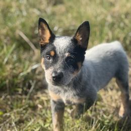 Alfalfa - Blue speckled male Australian Cattle Dog puppy in Rosharon, Texas from 4Surge Cattle Dogs
