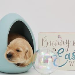 Golden Retriever Puppies from Golden Meadows of Utah