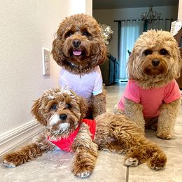 Cavapoo and Portuguese Water Dog All Grown Up from Gulf Coast Puppies