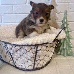Dancer - Fawn female Pembroke Welsh Corgi puppy in Payson, Utah from Spring Creek Aussies + Corgis