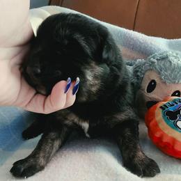 Oren - Black and tan male German Shepherd puppy in Leon, West Virginia from Heart2Heart Kennels