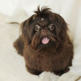 Faith - Shih Tzu