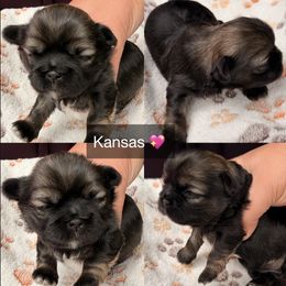 Kansas - Black and tan female Shih Tzu puppy in Orange, California from Shih Tzu Hauz