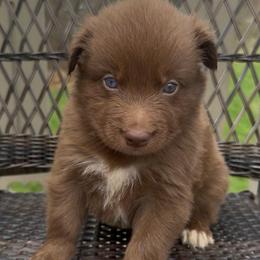 Caramel - Red male Australian Shepherd puppy in Windsor, New York from Double B Aussies