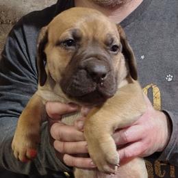 Red girl - Red female Boerboel puppy in Dowagiac, Michigan from Flanders Kennels LLC