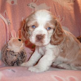 Cavachon, Cavalier King Charles Spaniel, and Cocker Spaniel Puppies from Walnut Grove Cavaliers