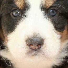 Bernedoodles and Goldendoodles from Adored Poodle & Doodles