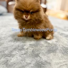 Pomeranian Puppies from Texas Tumbleweed Poms