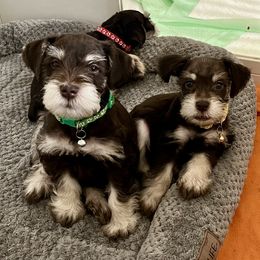 Miniature Schnauzer Puppies from Reservoir Dogs