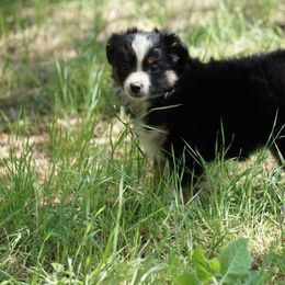 Miniature Australian Shepherd and Toy Australian Shepherd Puppies from Caprock Mini & Toy Aussies