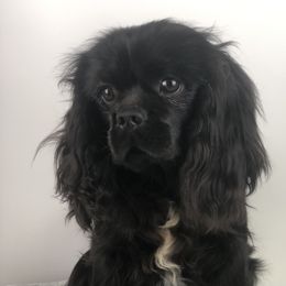 Midnight - Cavalier King Charles Spaniel